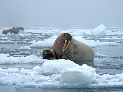 bull walrus, cow, ice, snow, cold, mammal, tusks
