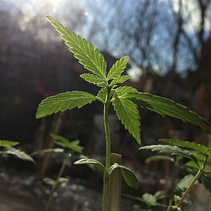cannabis, seedling, foliage, marijuana, leaf, nature, plant