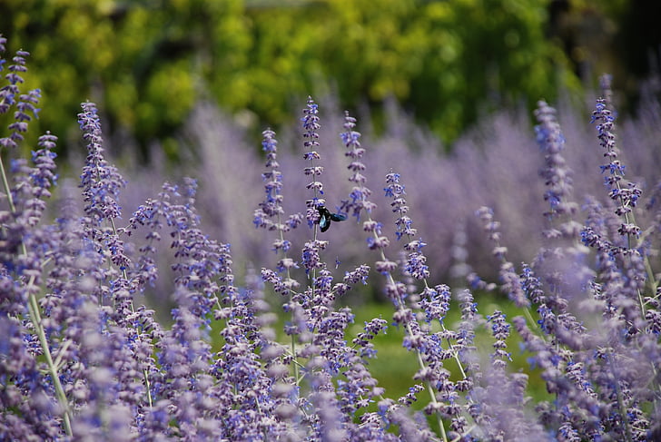 lavender, garden, insect