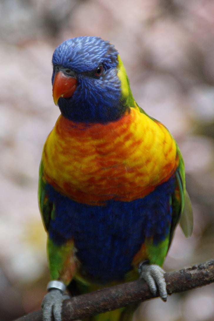 Lori, Loro Parque, zoològic, gabial amb ocells, ocell, colors, color