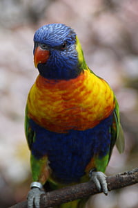 Lori, Loro Parque, zoològic, gabial amb ocells, ocell, colors, color