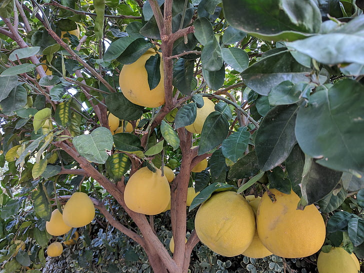 grapefruits, tree, plants, nature