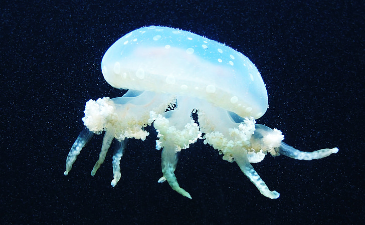 Meduza, more, morski život, pod vodom, životinja mora
