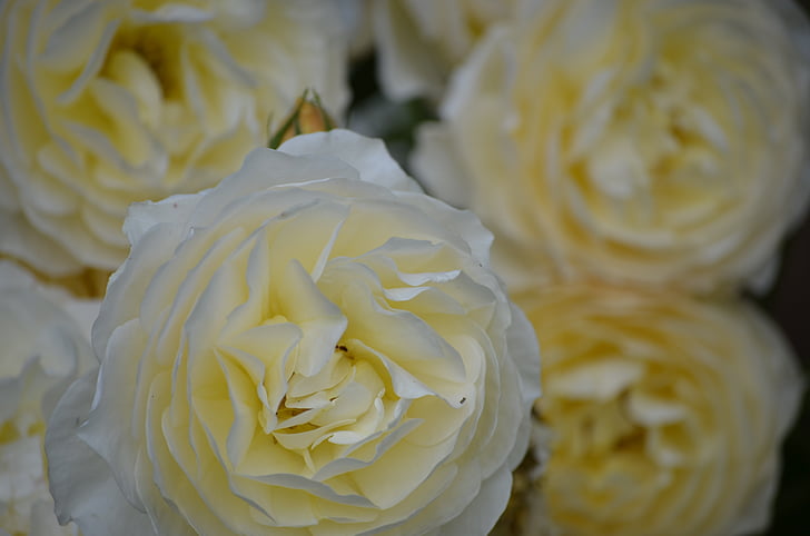 white roses, flowers, nature, miracle, flower, rose bloom, rose