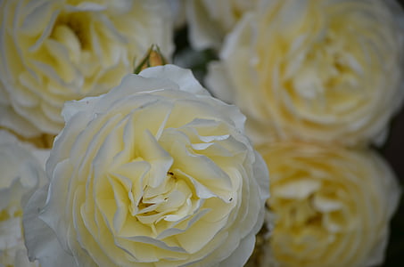 valged roosid, lilled, loodus, ime, lill, roosa õitega, tõusis