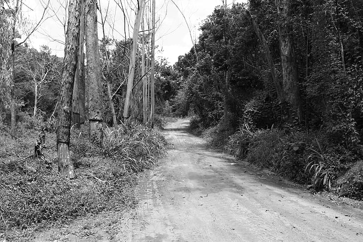 bush, dirt road, black and white, road, trees, nature, trail