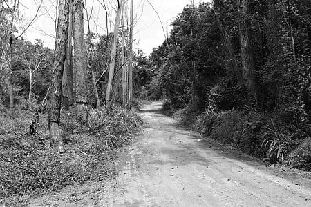 Bush, grusväg, svart och vitt, Road, träd, naturen, Trail