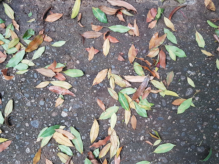 floor, leaves, colors, texture, soledad, autumn, colorful