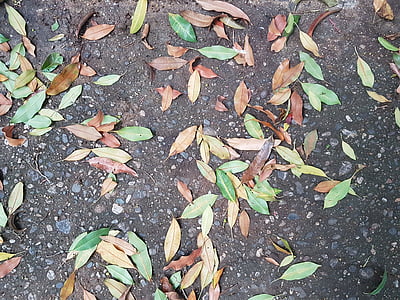 piso, hojas, colores, textura, Soledad, otoño, colorido