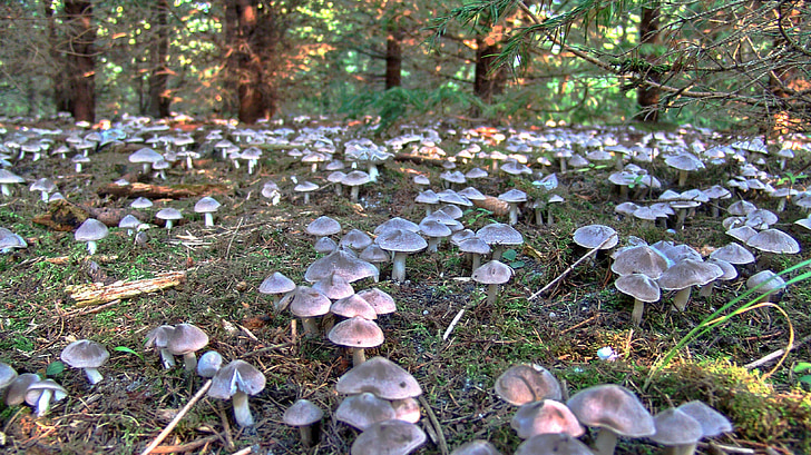 mushroom, abundance, forest