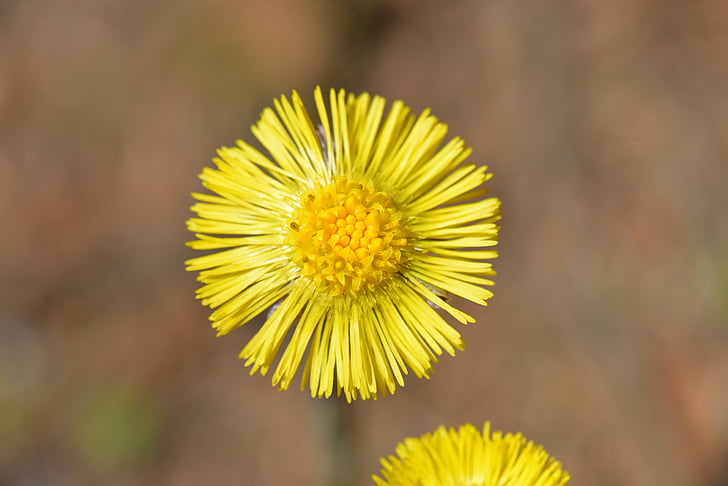 tussilago farfara, yellow, plant, spring, close, pointed flower, medicinal plant