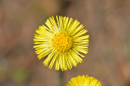 tussilago farfara, Κίτρινο, φυτό, άνοιξη, Κλείστε, δειγμένο λουλούδι, φαρμακευτικό φυτό