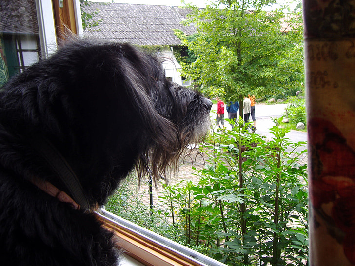 chien, vues de la fenêtre, Outlook
