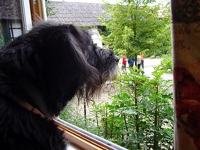 狗, 窗口视图, 前景