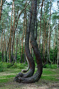 crooked forest, krzywy las, forest, pine, trees