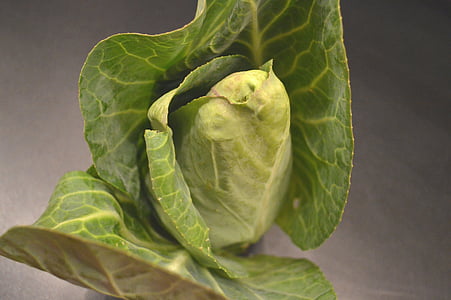 pointed cabbage, kohl, vegetables, food, eat, healthy, vitamins