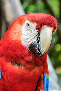 parrot, ave, macaw, guara, perico, beautiful, nature