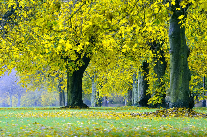 musim gugur, pohon, pohon, daun, daun, cabang, kuning