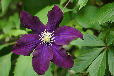 铁线莲, 种植一个花园, 观赏植物, 夏季, 紫色的小花, 紫罗兰色的花, 花园
