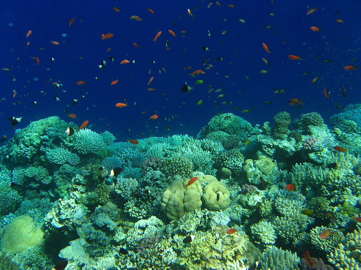 Égypte, mer rouge, plongée sous-marine, coraux