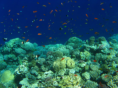 Egypten, Röda havet, dykning, koraller
