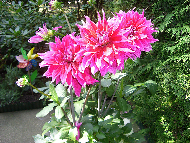 daaliat, Dahlia, kukka, kukat, Sulje, vaaleanpunainen kukka