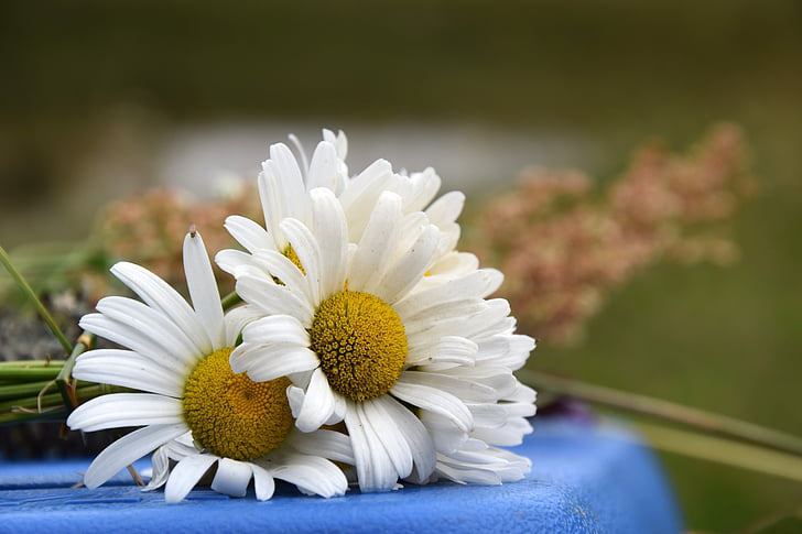 Daisy, kwiat, biały, Natura, kwiat lato, Latem, roślina