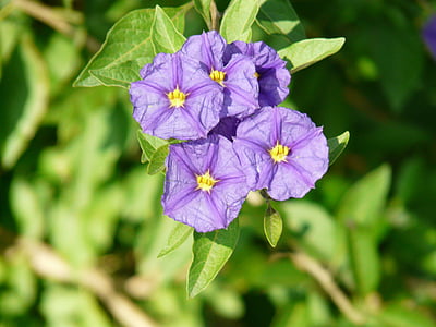 lycianthes rantonnetii, solanum rantonnetii, lycianthes, ornamental plant, plant, gentian shrub, potato tree