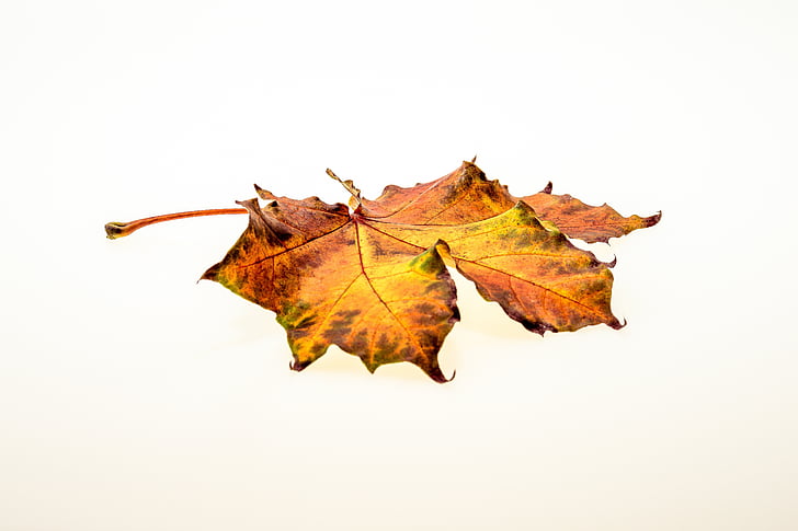jeseň, listy, Leaf, Lístie pádu, farby jesene, listy na jeseň, Príroda