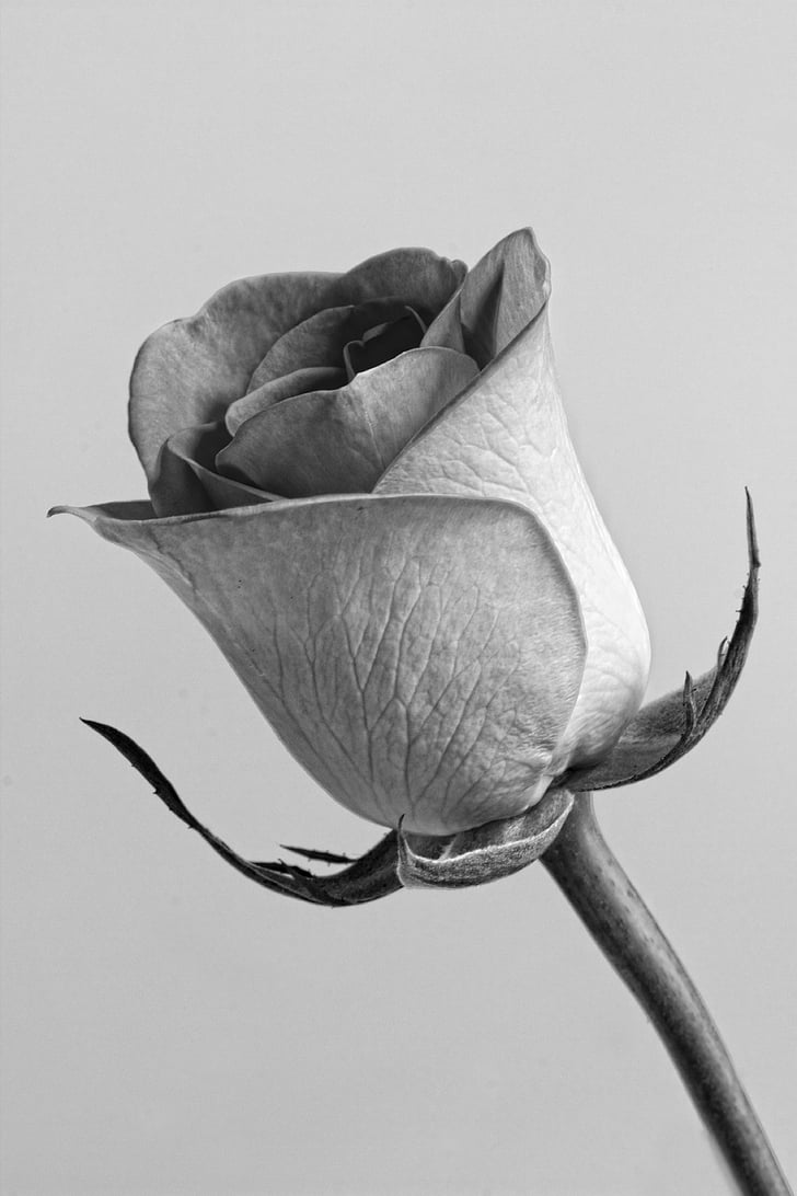 Rosa, flor, gris, floral, flor, fons de Roses, RAM
