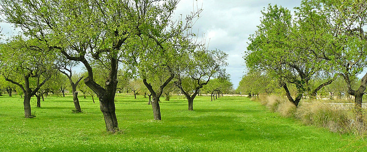 olivovníky, stromy, Příroda, protokol, Oříznout, krajina, Mallorca