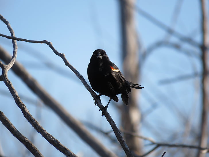 червено – крилат blackbird, Кос, червено-крилати, дива природа, птица, природата, наблюдение на птици