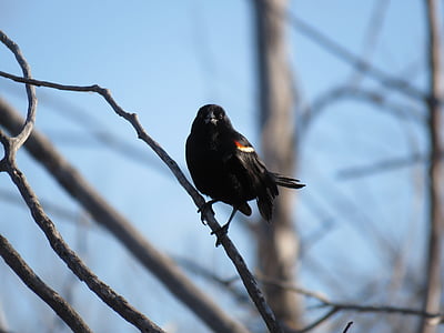 red-winged blackbird, blackbird, red-winged, wildlife, bird, nature, birdwatching