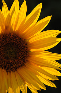 Sun flower, včely, květ, žlutá, léto, závod