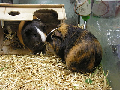 guinea pigs, guinea-pig, two, female, male, tricolour