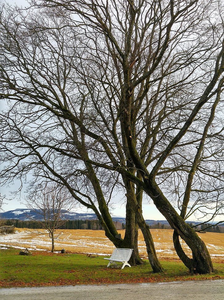 tree, bench, field, snow, park, rural, bare tree