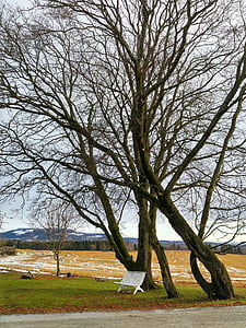 árvore, banco, campo, neve, Parque, rural, árvore nua