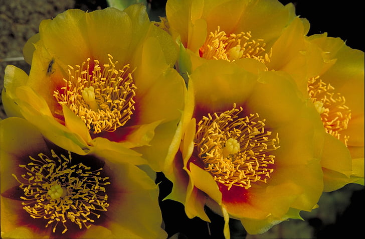 blooms, eastern prickly pear cactus, flowers, plant, floral, desert, blossom