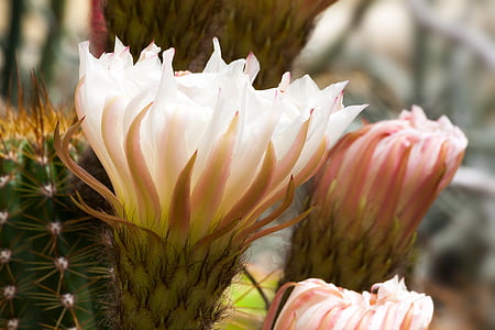 cactus, blossom, bloom, white, pink, plant, prickly