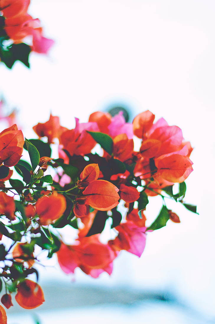 flors, taronja, Rosa, vermell, planta, flor de taronger, flor