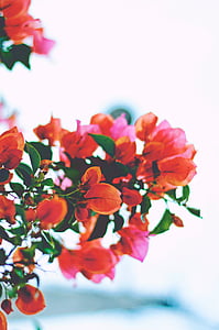 flores, naranja, rosa, rojo, planta, flor de naranja, flor