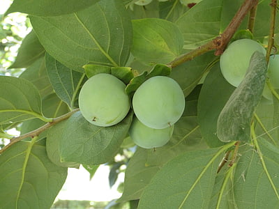 Kaki, fruit de caqui, verd, caqui, Sharon, immadur, planta de l'arbre