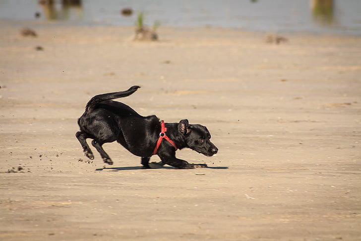 χαρούμενα, σκύλος, τρέχει, το κουτάβι, παραλία, ζώο, διασκέδαση