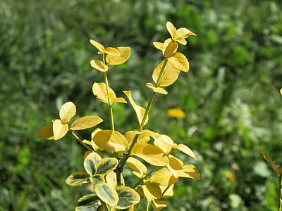 Scheffler, žltá, rastlín, listy, Príroda, Leaf