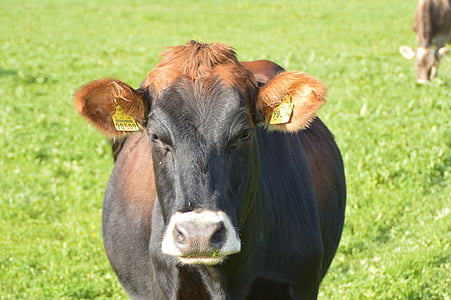 крава, Allgäu, ливада, млечни крави, едър рогат добитък, крава главата, видове