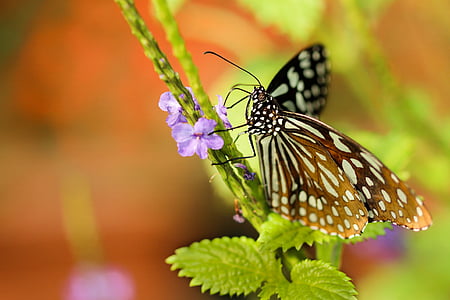 liblikas, ööliblikas, putukate, Makro, kinni panna, nektar, õietolm