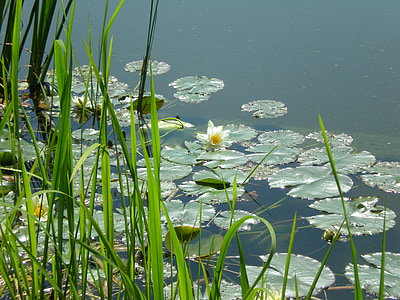 Lake, lilled, suvel, taim, õis, kevadel, Vesiroosi