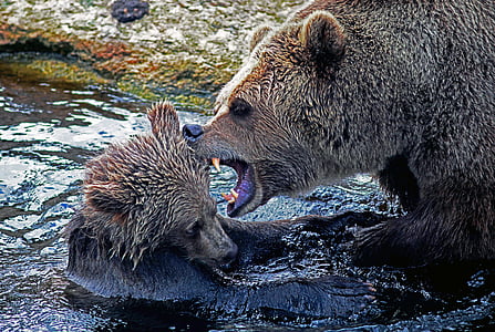 animal, urso, Ursus arctos, água, natureza selvagem, urso pardo, vida selvagem