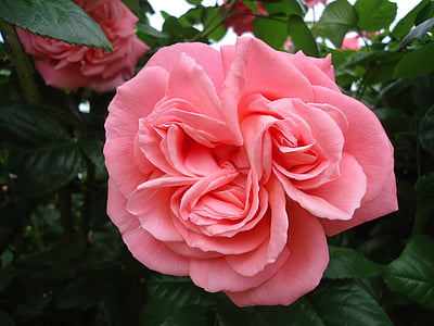 Роза, розово, цвете, ден на Свети Валентин, природата, Роза - цвете, венчелистче