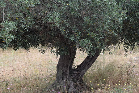 olijfboom, boom, oude boom, parkoers, natuur, olijf wortel, Middellandse Zee